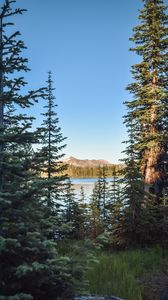 Preview wallpaper spruce, trees, river, mountains, sky