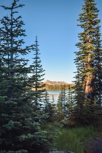 Preview wallpaper spruce, trees, river, mountains, sky