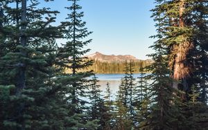 Preview wallpaper spruce, trees, river, mountains, sky