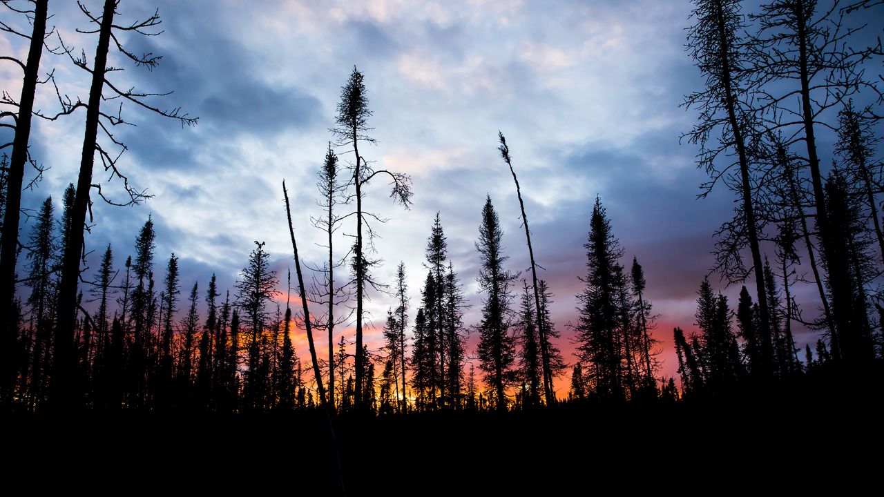 Wallpaper spruce, trees, silhouette, sunset, sky