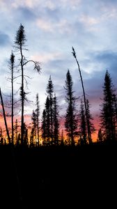 Preview wallpaper spruce, trees, silhouette, sunset, sky