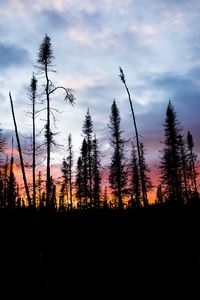 Preview wallpaper spruce, trees, silhouette, sunset, sky