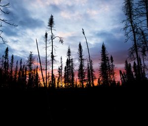 Preview wallpaper spruce, trees, silhouette, sunset, sky