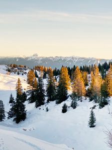 Preview wallpaper spruce, trees, snow, snowy, mountains