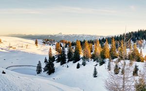 Preview wallpaper spruce, trees, snow, snowy, mountains