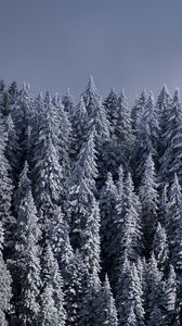 Preview wallpaper spruce, trees, snow, forest, winter