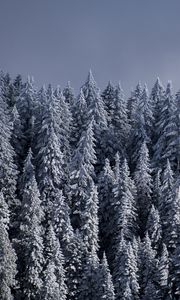 Preview wallpaper spruce, trees, snow, forest, winter