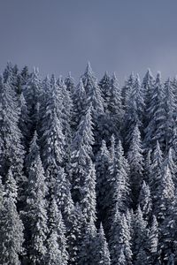 Preview wallpaper spruce, trees, snow, forest, winter