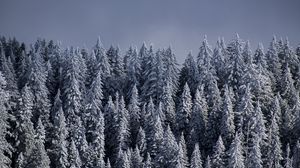 Preview wallpaper spruce, trees, snow, forest, winter