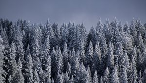 Preview wallpaper spruce, trees, snow, forest, winter