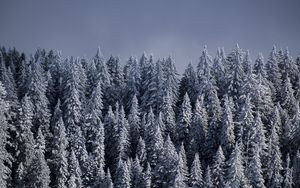 Preview wallpaper spruce, trees, snow, forest, winter