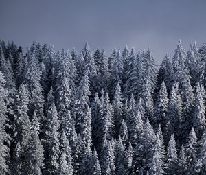 Preview wallpaper spruce, trees, snow, forest, winter