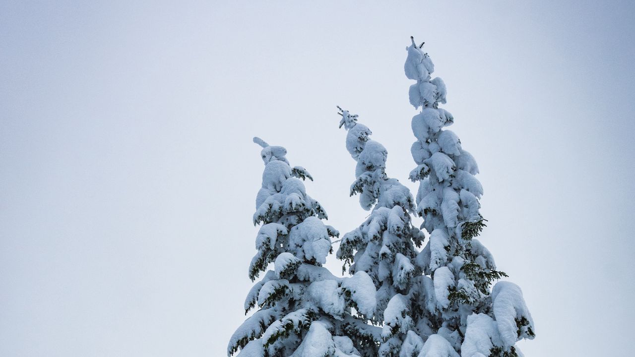 Wallpaper spruce, trees, snow, winter