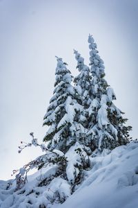 Preview wallpaper spruce, trees, snow, winter