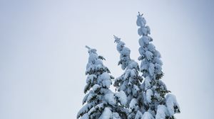 Preview wallpaper spruce, trees, snow, winter