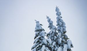 Preview wallpaper spruce, trees, snow, winter