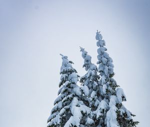 Preview wallpaper spruce, trees, snow, winter