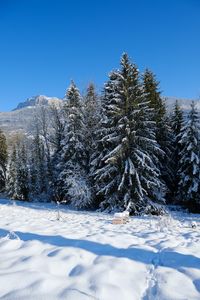 Preview wallpaper spruce, trees, snow, mountain, winter, landscape