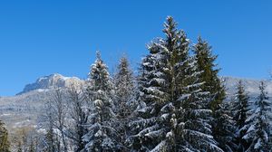 Preview wallpaper spruce, trees, snow, mountain, winter, landscape