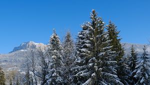 Preview wallpaper spruce, trees, snow, mountain, winter, landscape