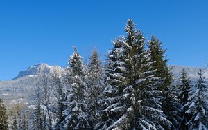 Preview wallpaper spruce, trees, snow, mountain, winter, landscape