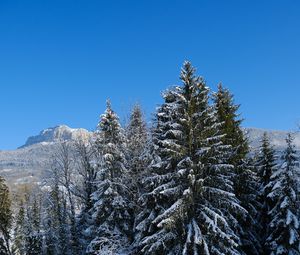 Preview wallpaper spruce, trees, snow, mountain, winter, landscape