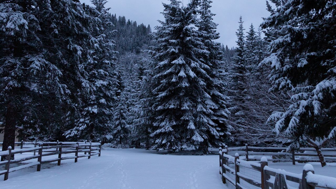 Wallpaper spruce, trees, snow, fence, winter, nature
