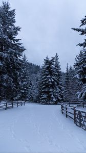 Preview wallpaper spruce, trees, snow, fence, winter, nature