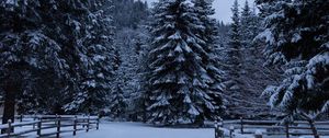 Preview wallpaper spruce, trees, snow, fence, winter, nature