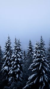 Preview wallpaper spruce, trees, snow, winter, forest, nature