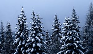 Preview wallpaper spruce, trees, snow, winter, forest, nature
