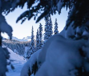 Preview wallpaper spruce, trees, snow, winter, nature, landscape