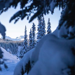 Preview wallpaper spruce, trees, snow, winter, nature, landscape
