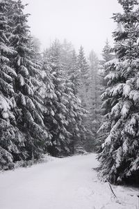 Preview wallpaper spruce, trees, snow, winter, white