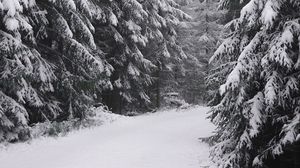 Preview wallpaper spruce, trees, snow, winter, white