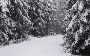 Preview wallpaper spruce, trees, snow, winter, white