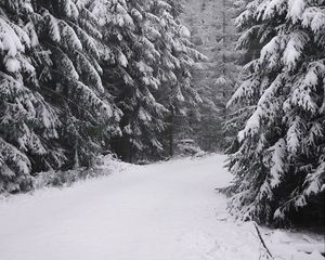 Preview wallpaper spruce, trees, snow, winter, white