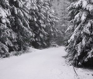 Preview wallpaper spruce, trees, snow, winter, white