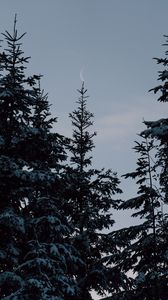 Preview wallpaper spruce, trees, snow, moon, winter