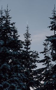 Preview wallpaper spruce, trees, snow, moon, winter