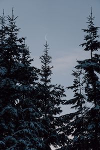 Preview wallpaper spruce, trees, snow, moon, winter