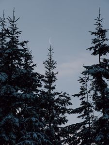 Preview wallpaper spruce, trees, snow, moon, winter
