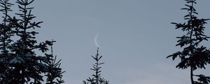 Preview wallpaper spruce, trees, snow, moon, winter