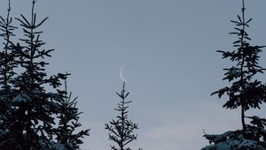 Preview wallpaper spruce, trees, snow, moon, winter