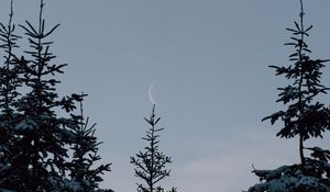 Preview wallpaper spruce, trees, snow, moon, winter