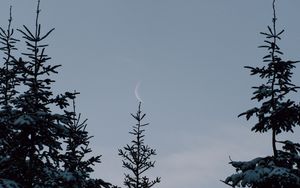 Preview wallpaper spruce, trees, snow, moon, winter