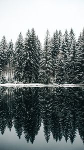 Preview wallpaper spruce, trees, snow, lake, reflection