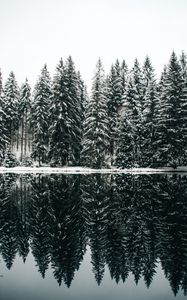 Preview wallpaper spruce, trees, snow, lake, reflection