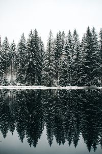 Preview wallpaper spruce, trees, snow, lake, reflection