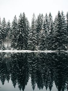 Preview wallpaper spruce, trees, snow, lake, reflection